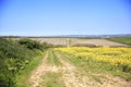 Farming of Rapeseed oil seed